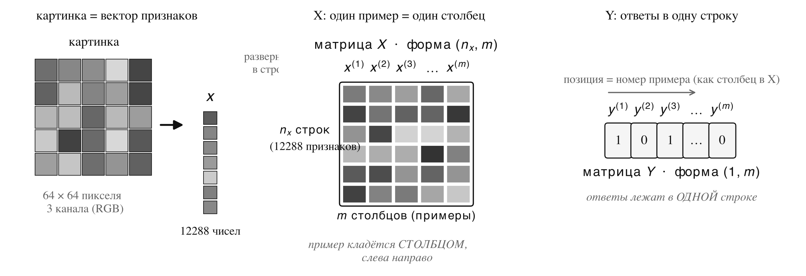 Путь данных: картинка 64×64×3 → вектор 12288 чисел → m столбцов собираются в матрицу X (12288 × m); ответы ложатся в строку Y (1 × m)